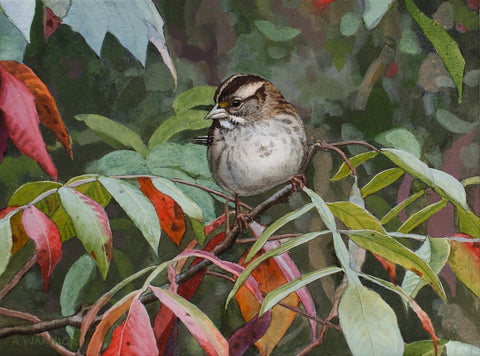Alex Warnick - White-throated Sparrow and Sumac