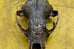 Jason Borders - Raccoon Skull I