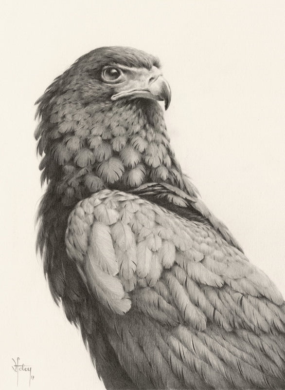 Vanessa Foley - Bateleur Eagle