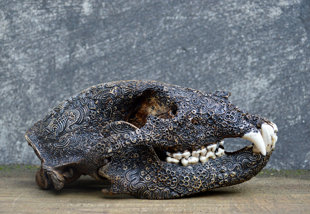 Jason Borders - Black Bear Skull I