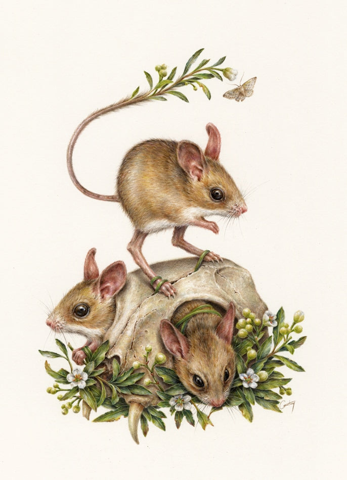 Courtney Brims - Dusky Hopping Mice