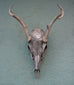 Jason Borders - White Deer
