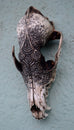 Jason Borders - Dark Coyote