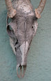 Jason Borders - White Deer