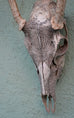 Jason Borders - White Deer