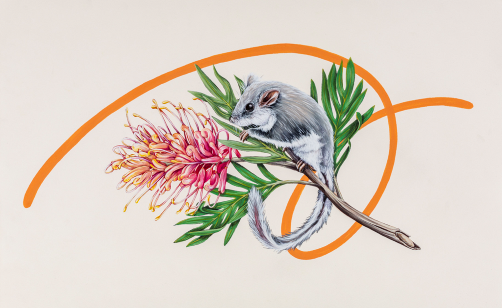 Thomas Jackson - ‘Feather Tailed Glider and Grevillea’