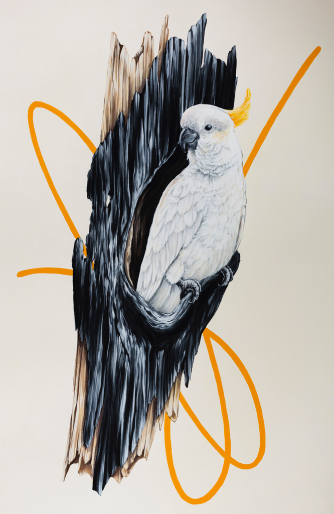 Thomas Jackson - ‘Sulphur Crested Cockatoo’