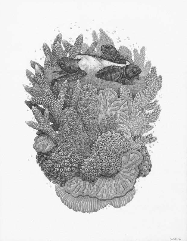 Zoe Keller - Corals